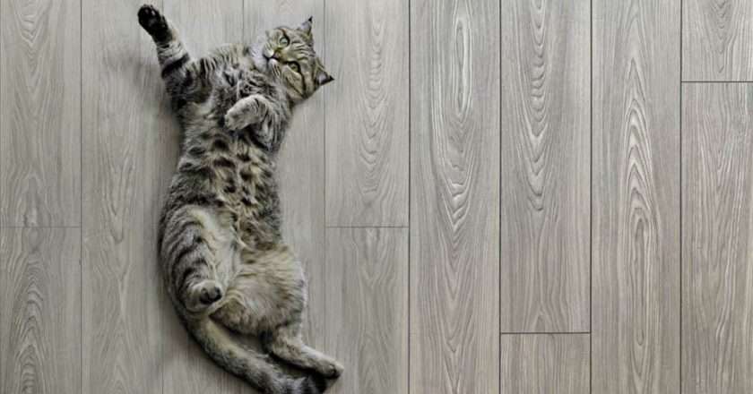 Как выбрать напольное покрытие для квартиры с домашними животными